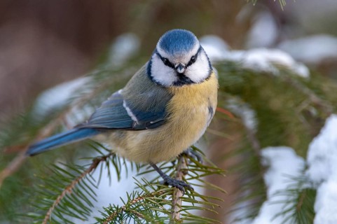 Blue tit, parus caeruleus, birds, tit, passeri, snow, songbirds, snow, songbirds, tits, birds,