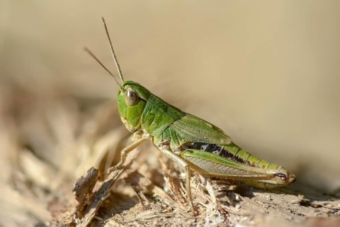 Acrididae, Caelifera, Chorthippus parallelus, field locusts, common grasshoppers, gomphocerinae,