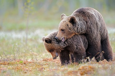 Mating brown bears on a bow. North East Finland. Copulating brown bears on a high moor. Northeast