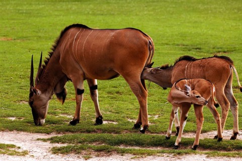 Eland antelope (Taurotragus oryx) with its young at Nuremberg Zoo, Nuremberg, Middle Franconia,