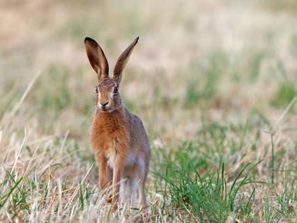 A brown hare (Lepus europaeus) looks intently across a meadow, Solms, Hesse, Germany