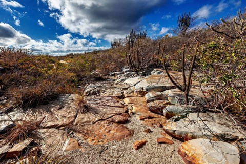 Hiking trail through a barren desert landscape with cacti and stone slabs, The thornshrub savanna