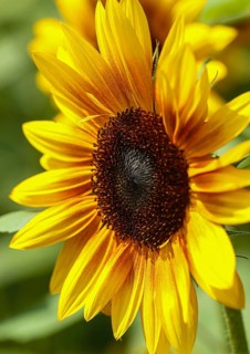Sunflower with vibrant yellow and orange petals in natural light, sunflowers (Helianthus annuus),
