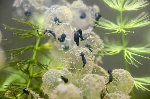 Common frog, Common Frog, rana temporaria, amphibians, amphibians, freshly hatched, frog, frog,