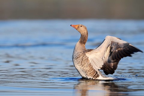Greylag goose (Anser anser), flapping wings, North Rhine-Westphalia, Germany
