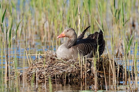 A greylag goose (Anser anser) sitting on its nest, North Rhine-Westphalia, Germany