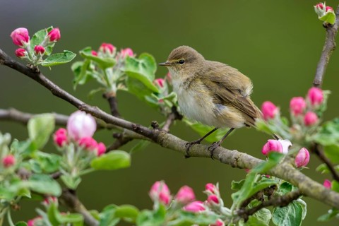 Chiffchaff, fruit tree blossoms, phylloscopus collybita, zilpzalp, birds, spring, passeri,
