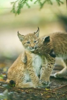 Eurasian lynx (Lynx lynx) youngsters (cubs) playing with each other in a forest, Bavaria, Germany