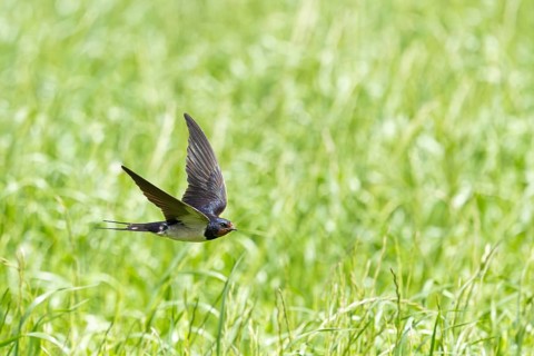 A swallow flies over a green meadow on a sunny day, a barn swallow (Hirundo rustica) in flight over