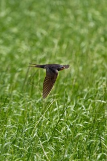A bird of the genus Hirundo flies over a field covered in tall grass, a barn swallow (Hirundo