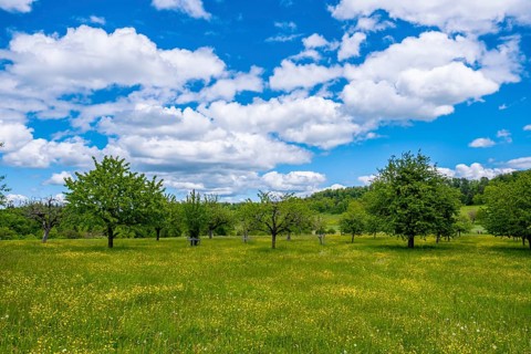 A meadow with yellow flowers and scattered fruit trees under a cloudy sky, Bubendorf,