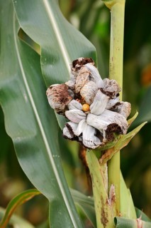 Maize smut (Ustilago maydis) on a maize corn cob (Zea mays), Haut-Rhin, France