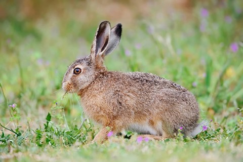 A brown hare (Lepus europaeus) is sitting in a meadow eating, North Rhine-Westphalia, Germany