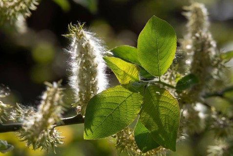 Hanging sage, kitten willow, palm willow, saal willow, salicaceae, salix caprea, willow, tree,