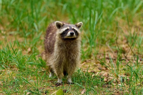 A curious raccoon stands in a wooded area covered in greenery, raccoon (Procyon lotor), Hesse,
