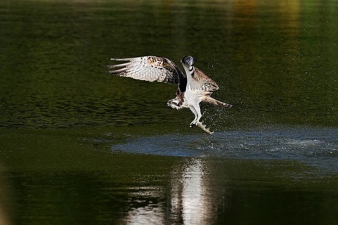 An osprey (Pandion haliaetus) takes off from the water after hunting, with a fish caught in its