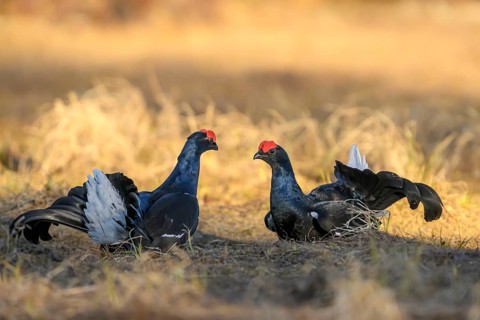 Gävleborg County, Sweden: Two black grouse (Lyrurus tetrix) sit quietly on the grass in the evening