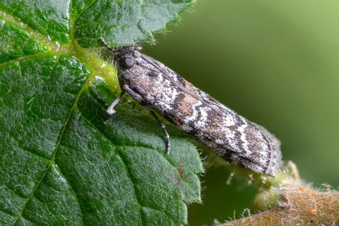 Dark pine knot horn, dioryctria abietella, spruce cone moth, insects, moths, moths, butterflies