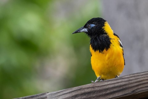 Venezuelan Oriole (Icterus icterus), Curacao
