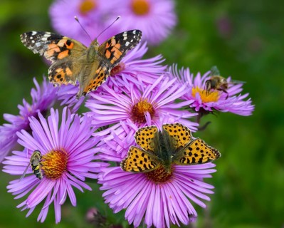 Argynnis Lathonia, Cynthia Cardui, Issoria Lathonia, Little Pearl Butterfly, Painted Lady, Pearl