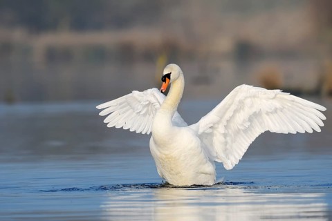Mute swan (Cygnus olor), flapping wings, North Rhine-Westphalia, Germany