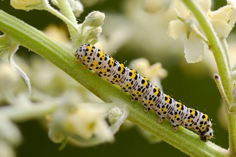 Cucullia lychnitis, grey-pollinated woolly monk, Shargacucullia lychnitis, later mullein monk,
