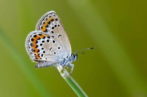 Argus blue, goatclover blue, plebeius argus, silver-studded blue, blue, butterfly, insects,
