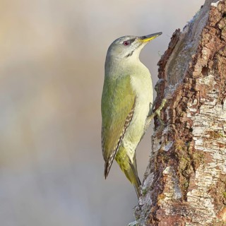 Grey-headed Woodpecker (Picus canus), a male perched on the trunk of a grey birch (Betula
