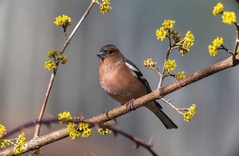 Chaffinch, Fringilla Coelebs, Birds, Passeri, Songbirds, Birds