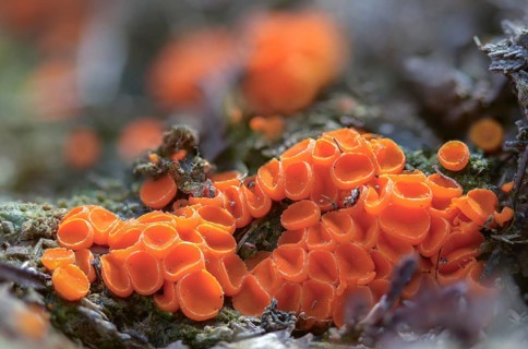 Beaker, byssonectria fusispora, inermisia fusispora, spindle-spored beaker, spindle-spored