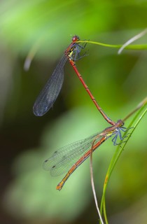 Early Adonis dragonfly, large red damselfly, Pyrrhosoma nymphula, damselflies, dragonflies, high