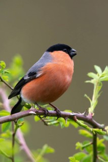 Bullfinch, Bullfinch, Pyrrhula Pyrrhula, Birds, Bullfinch, High Size, Portrait, Male, Passeri,