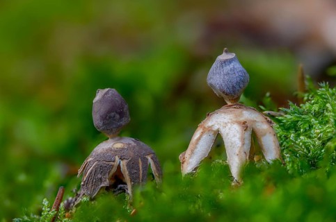 Earth star, geastrum quadrifidum, small nest star, nest star, old, four-footed earthstar, fungi,