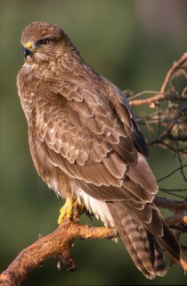 Accipitriformes, Buteo Buteo, Buzzard, Buzzard, Birds of Prey, High Size, Portrait Format, Raptors,