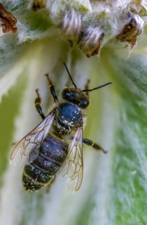 Apidae, apis mellifera, bees, European honey bee, European honeybee, hymenoptera, western honey