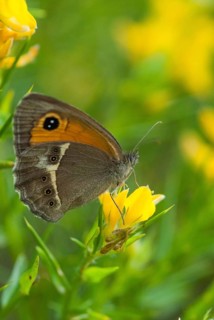 Bathsheba maniola, Pyronia Bathsheba, Spanish oxeye, Spanish gatekeeper, butterfly, Extremadura,