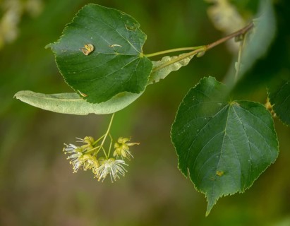 Linden plant, stone linden, tilia cordata, tiliaceae, winter linden, tree, trees, flora,