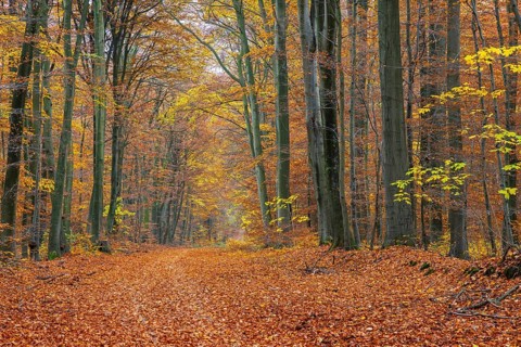 Forest road and European beeches, common beech trees with foliage in yellow, brown and green autumn