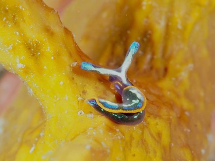 Small, colourful nudibranch, Hope's Elysia, sap-sucker (Thuridilla hopei), on a yellow gold sponge