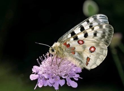Apollo butterfly, Parnassius Apollo, Slovenia, Triglav National Park, prey, butterfly, capture,