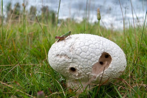 Outcut dust fungus, bovistella utriformis, eggshell bovist, common bovist, common dust, paneled