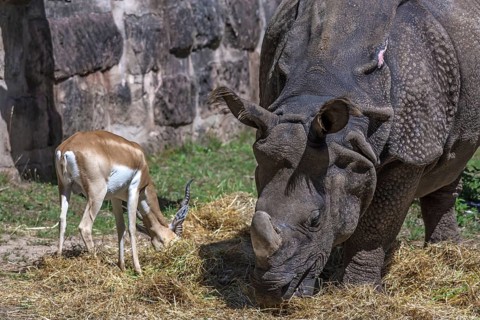 African one-horned rhinoceros (Rhinoceros unicornis) and duiker (Antilope cervicapra) feeding in an