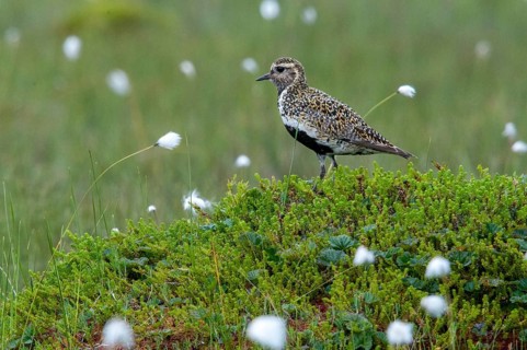 Finland, golden plovers, pluvialis apricaria, birds, charadriiformes, limikolen, plower, plovers,