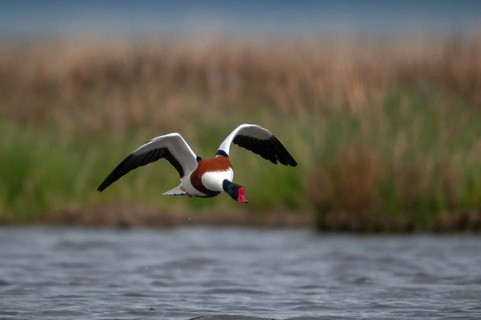 Brandgoose, Shelduck, Tadorna Tadorna, Anatidae, Birds, Duckbirds, Goose, Geese, Birds, Waterbirds