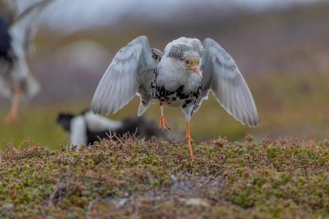 Ruff (Philomachus pugnax), at the mating site, Varanger, Norway