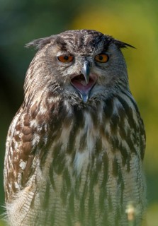Bubo Bubo, Eagle Owl, Eagle Owl, Birds, Owls, High Size, Portrait Format, Owls, Strigiformes, Birds