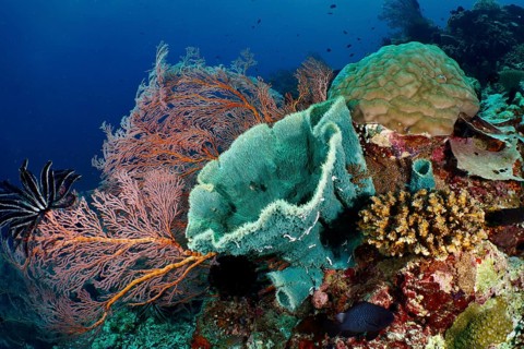 A colourful coral reef featuring the spiny tube sponge (Callyspongia (Cladochalina) aerizusa) and