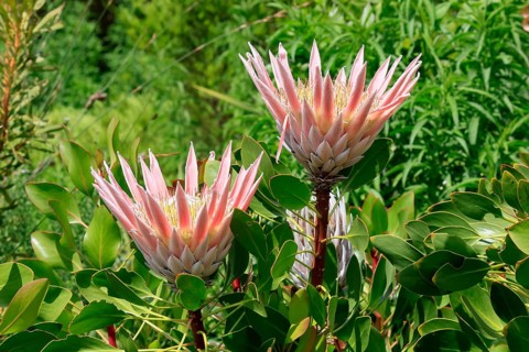 King Protea (Protea cynaroides), blossom, in bloom, flower, in spring, Kirstenbosch Botanical