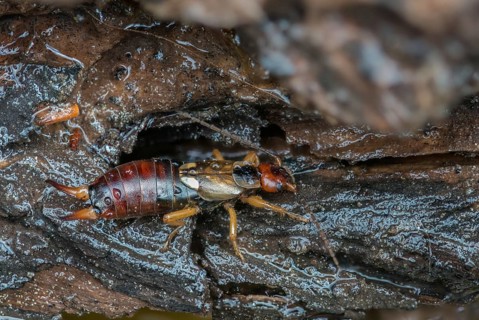 Dermaptera, earwigs, European earwig, forficula auricularia, common earwig, earworm, insects
