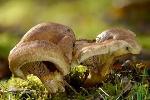 Bald Krempling, Paxillus Involutus, Balding Krempling, Brown Roll-Rim, Common Roll-Rim, Fungi,
